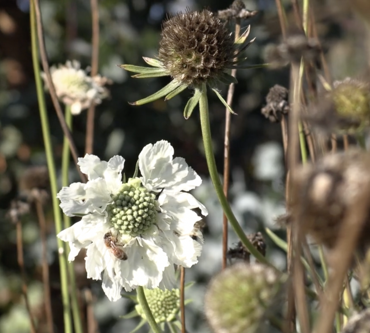 Seed Gathering