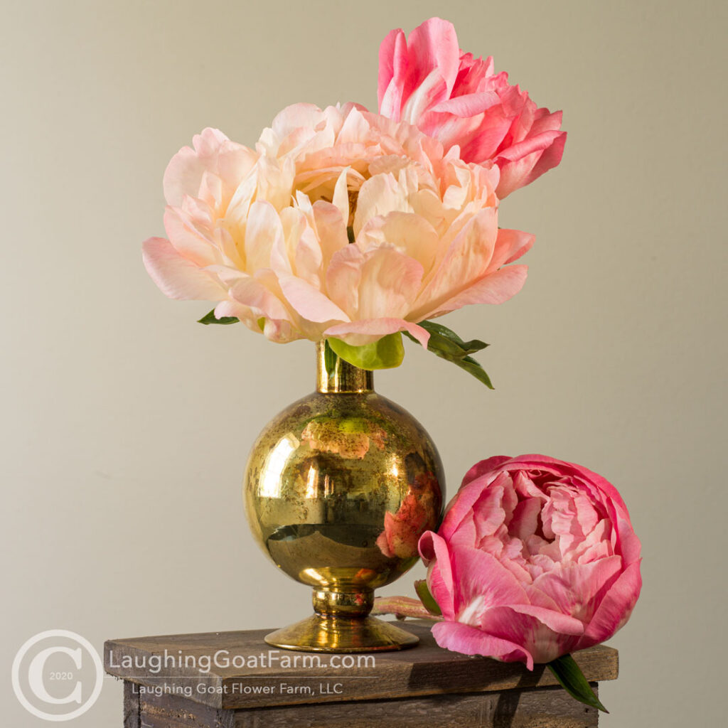 Coral Charm