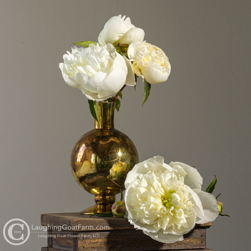 Duchesse de Nemours