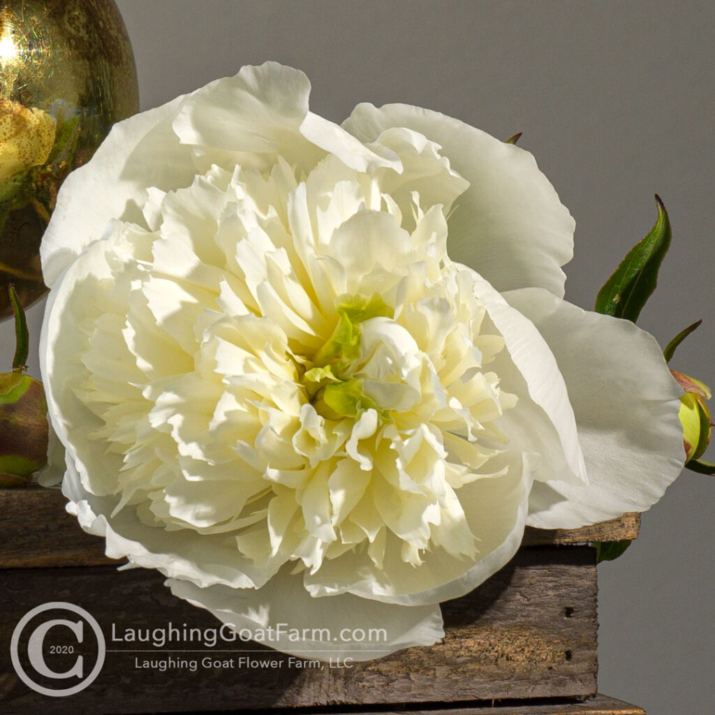 Duchesse de Nemours