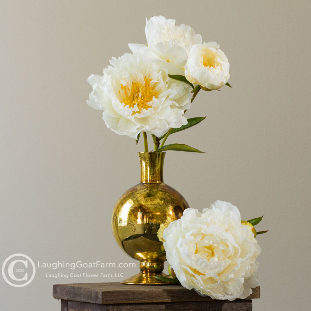 Fringed Ivory
