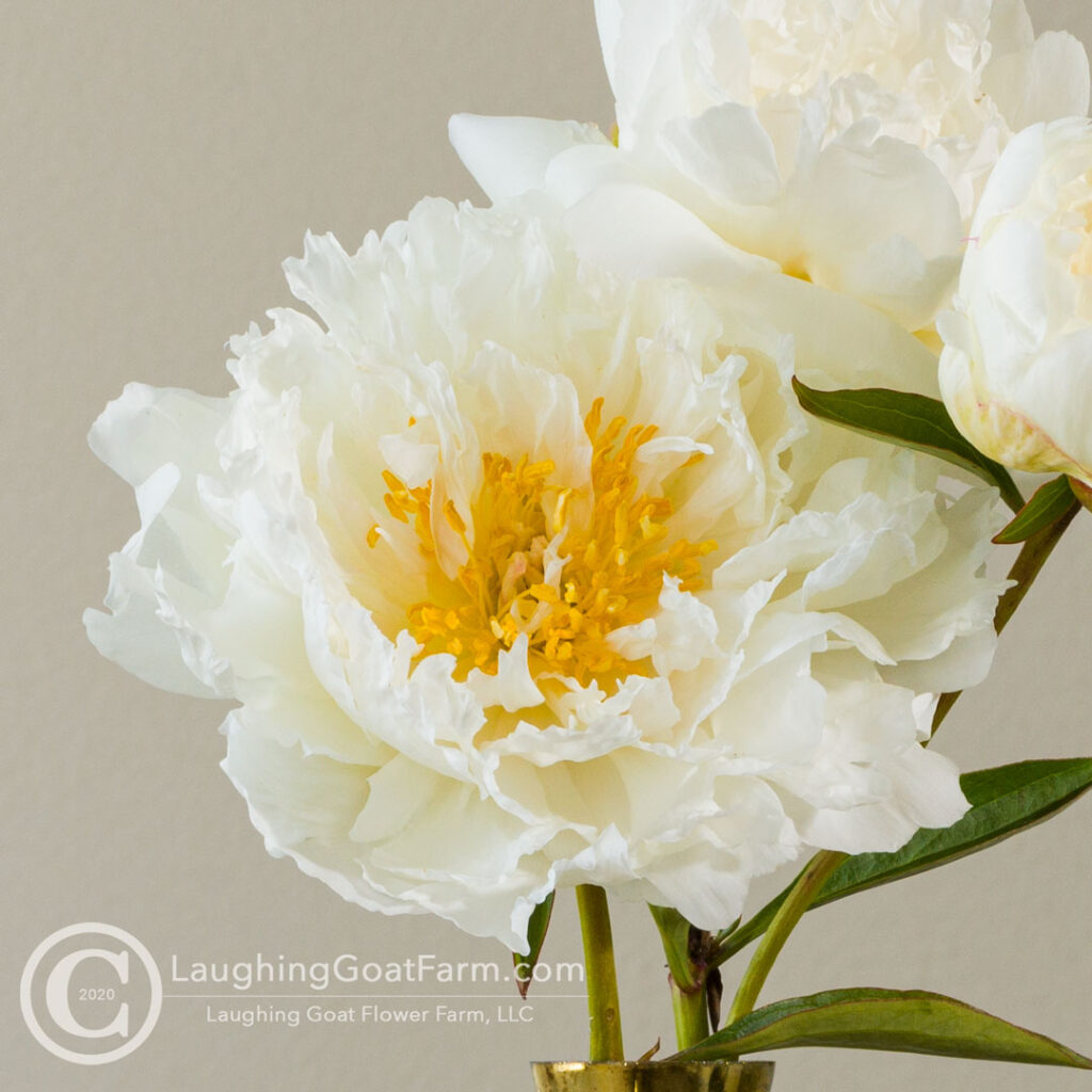 Fringed Ivory
