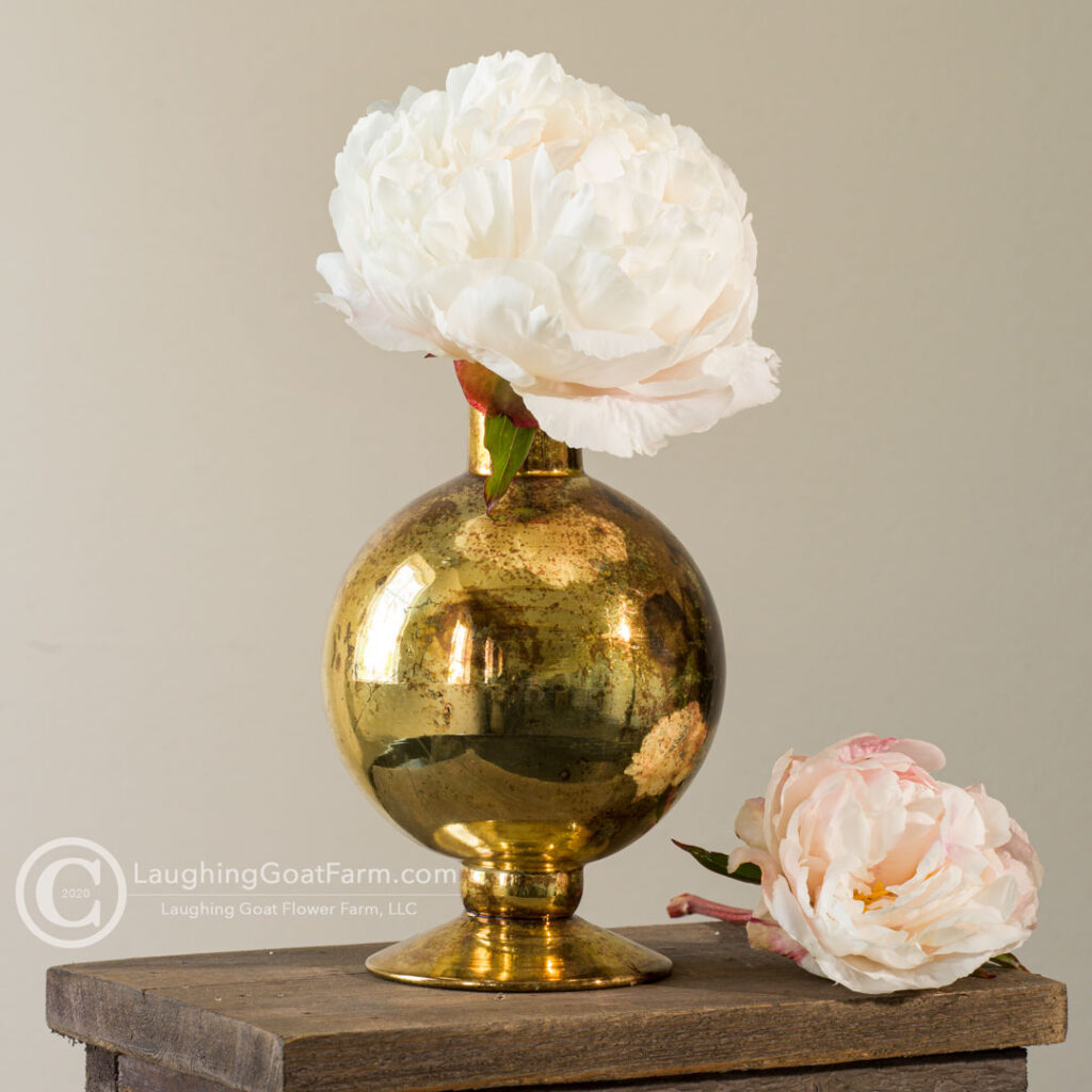 Gardenia