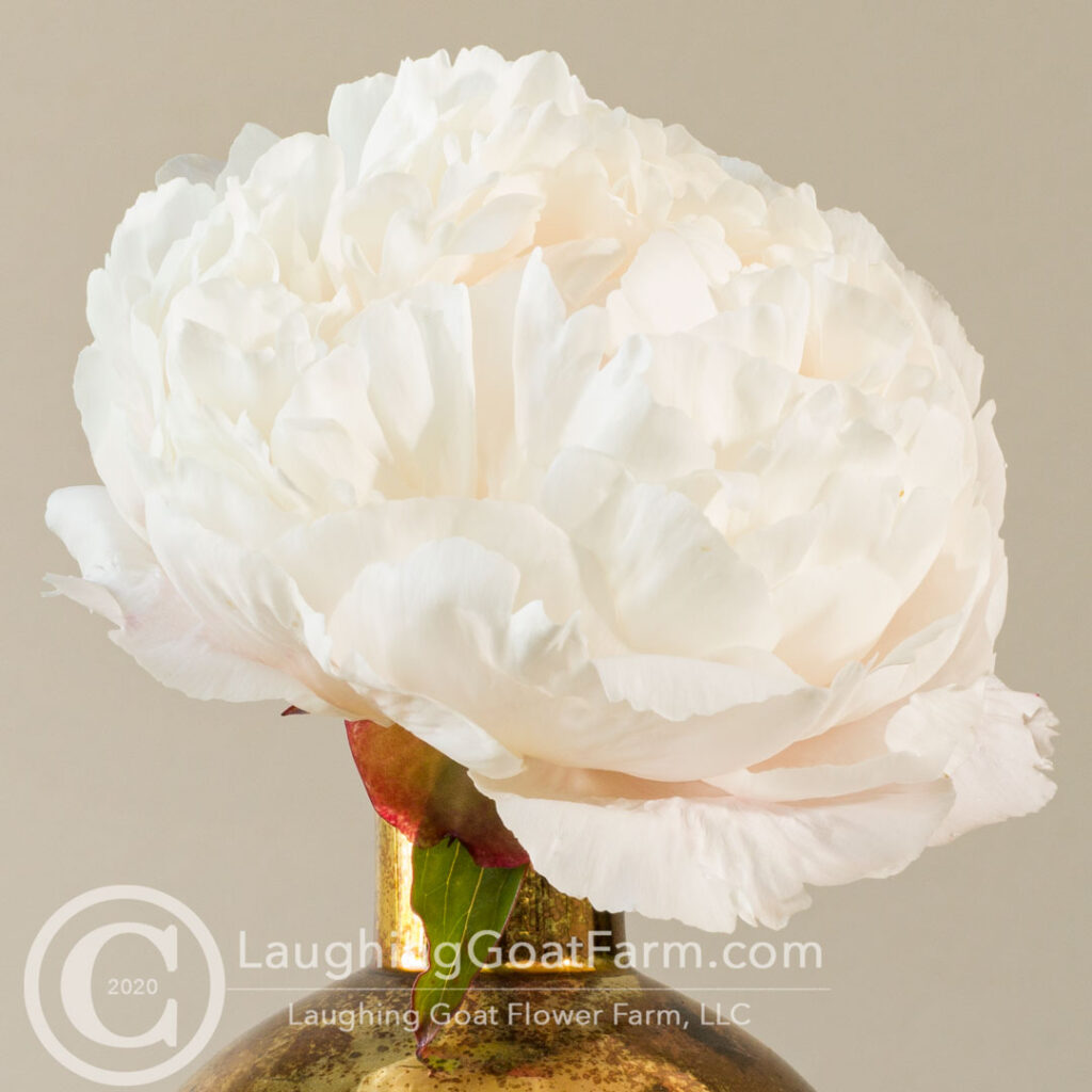 Gardenia