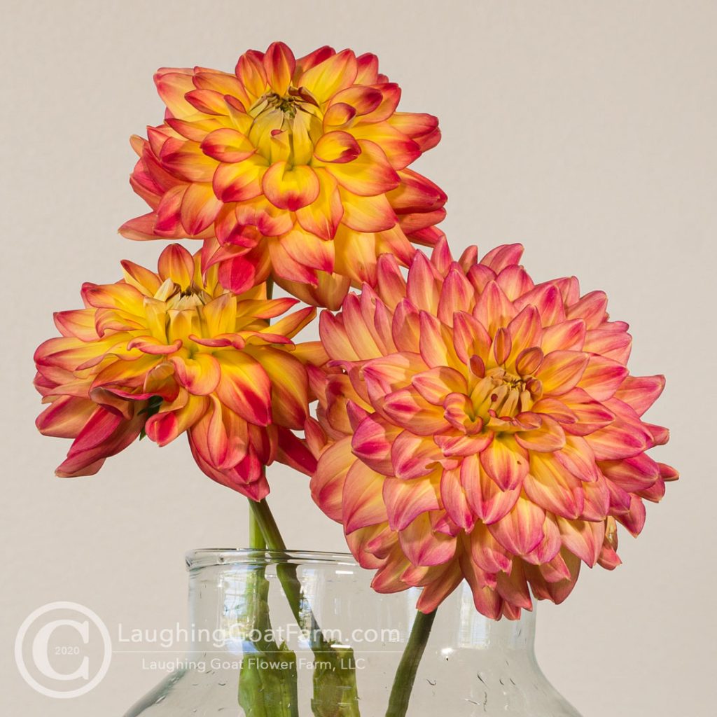 Half Pint (5-6")