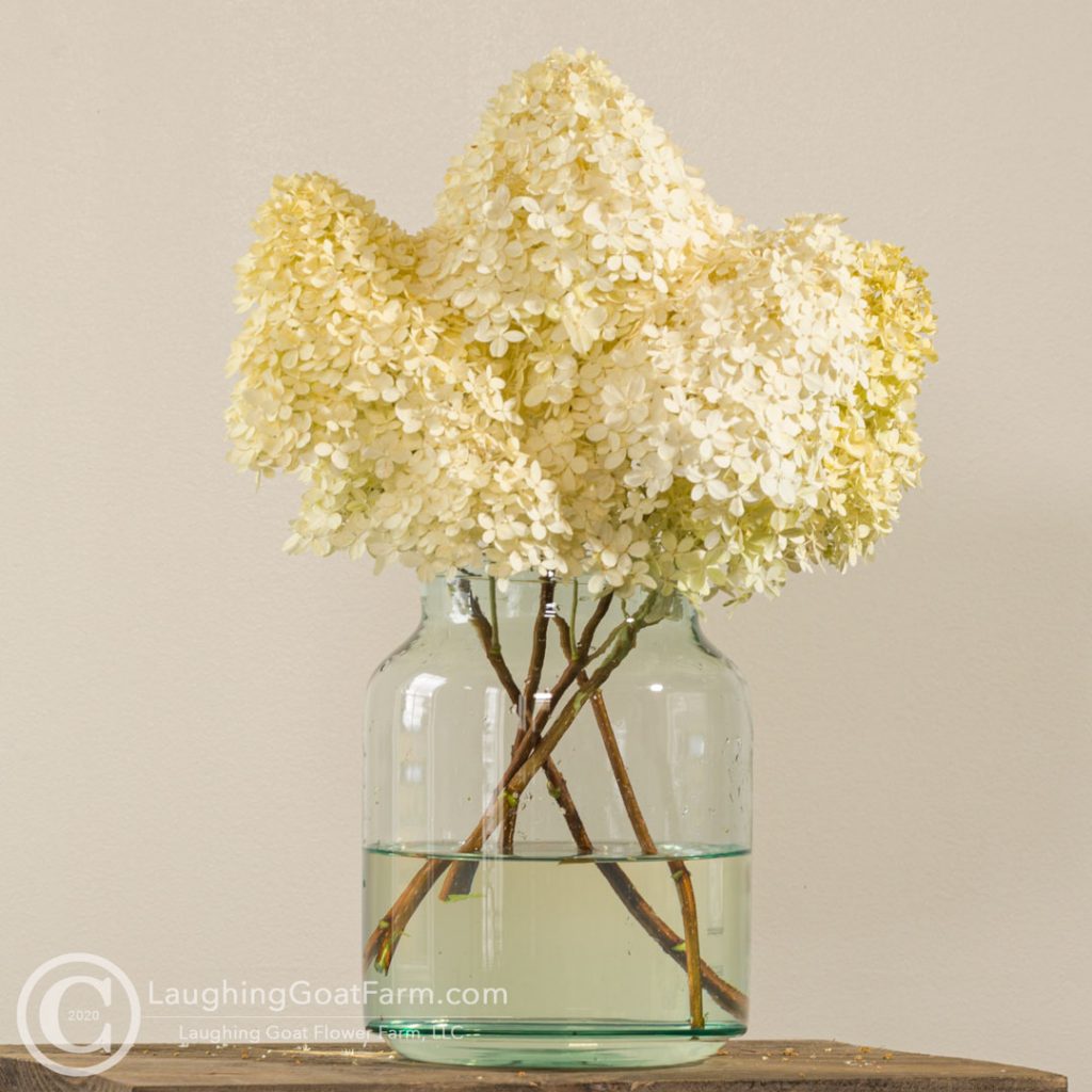 Hydrangea paniculata 'Limelight'