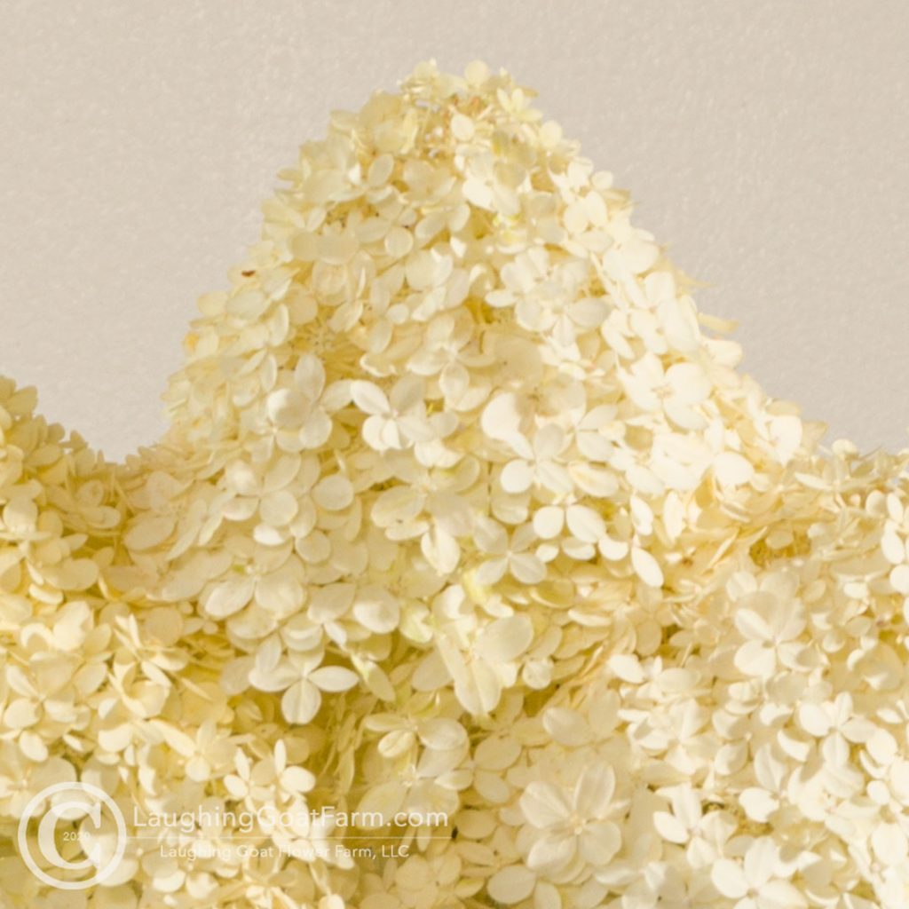 Hydrangea paniculata 'Limelight'