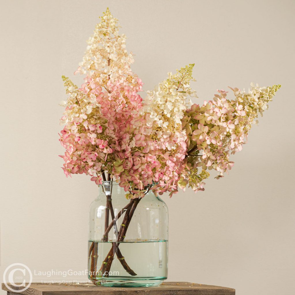 Hydrangea paniculata 'Pinky Winky'