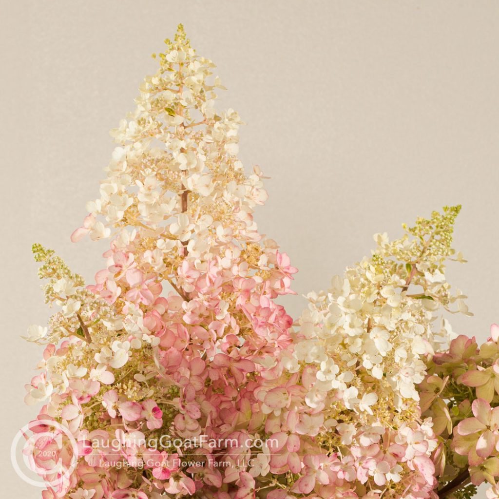 Hydrangea paniculata 'Pinky Winky'