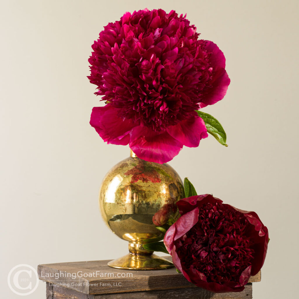 Red Charm
