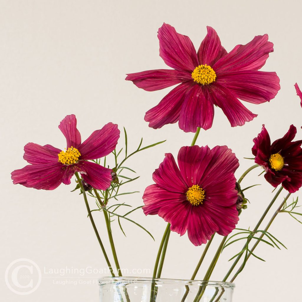 Cosmos 'Rubenza'