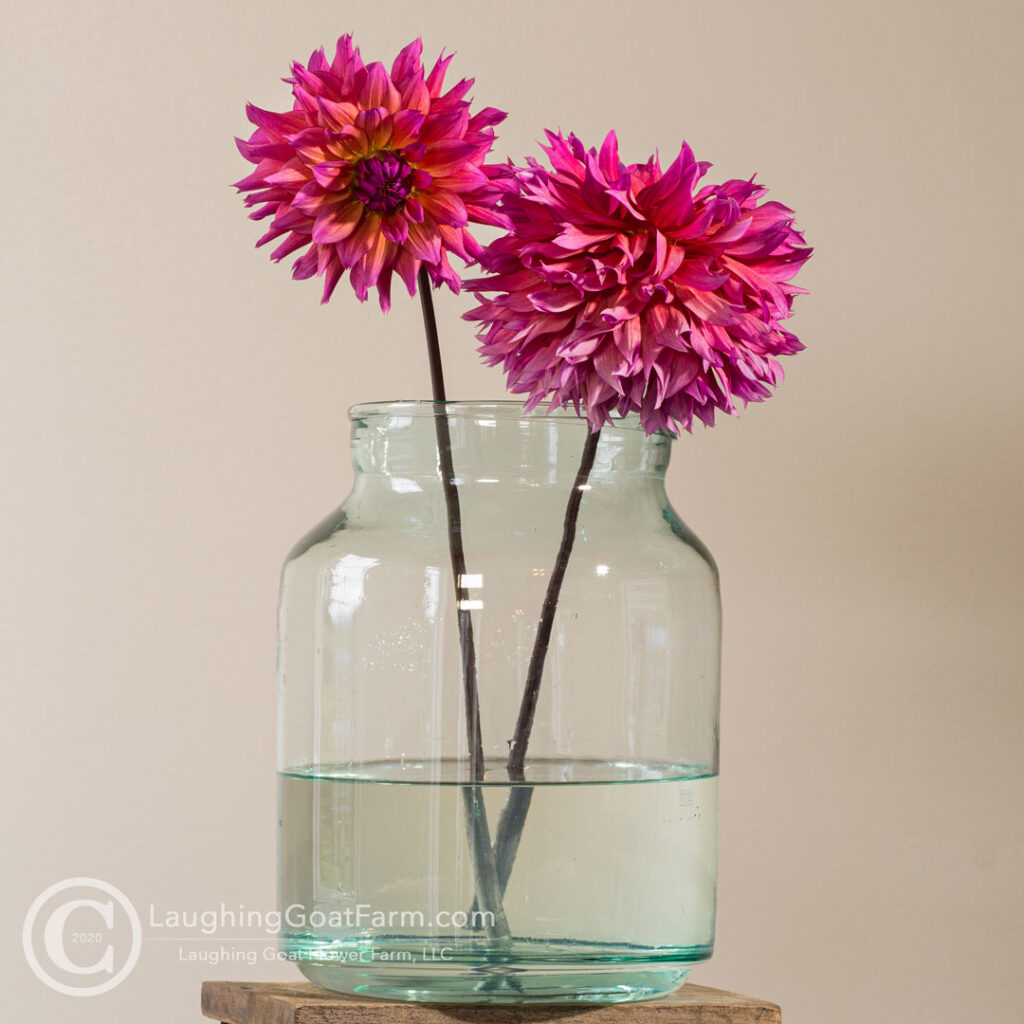 Sonic Bloom Dahlia