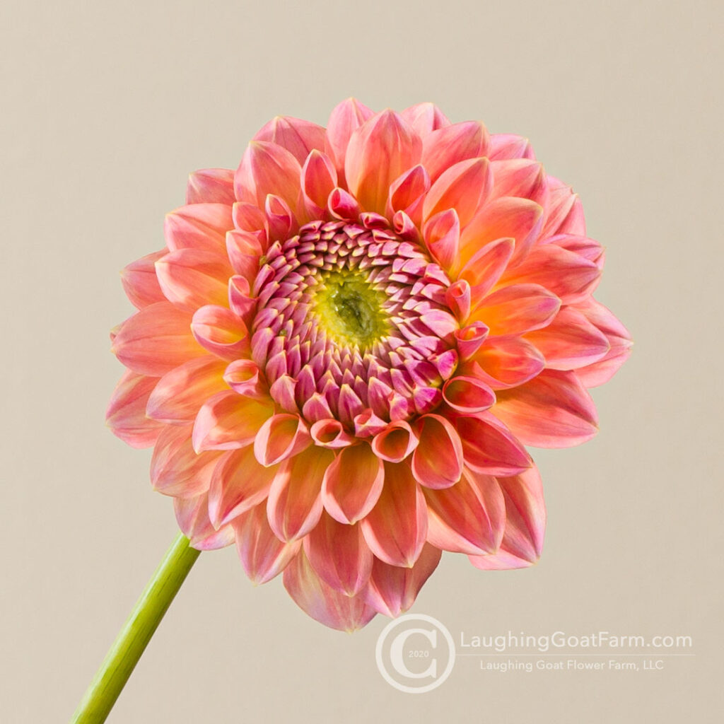 Nathalie G Dahlia