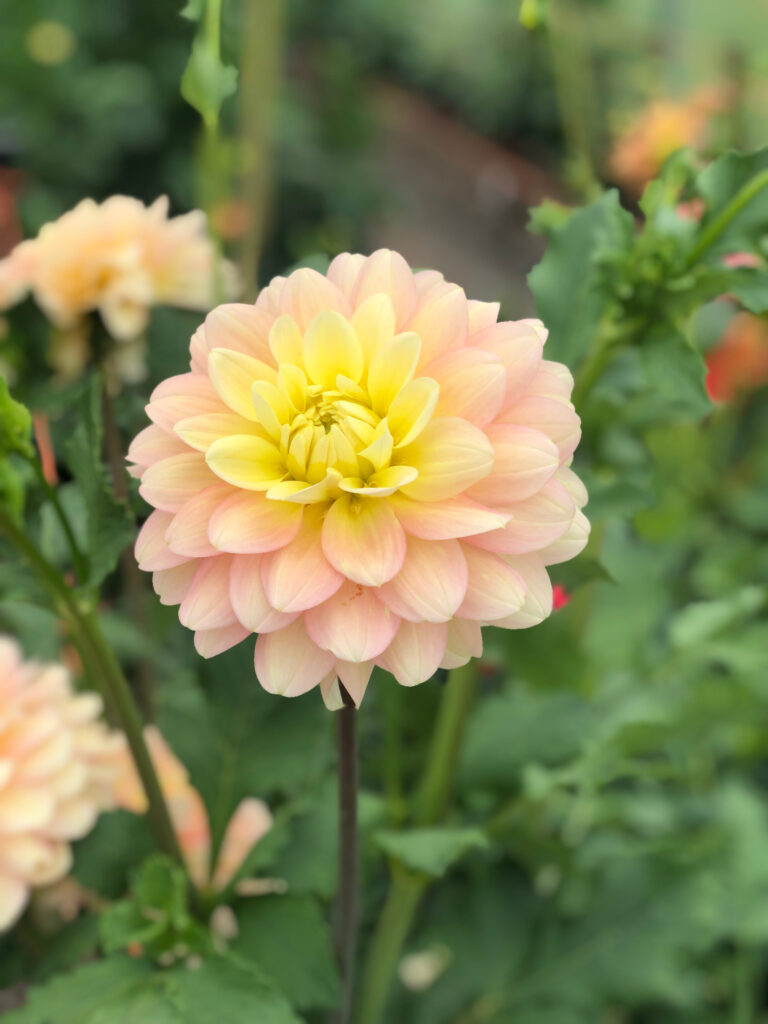 Daydreamer Dahlia