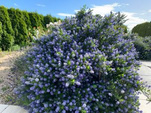 California Lilac