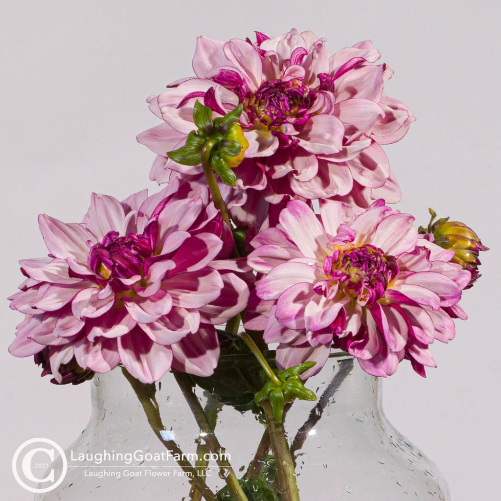 Creme de Cassis Closeup Dahlia