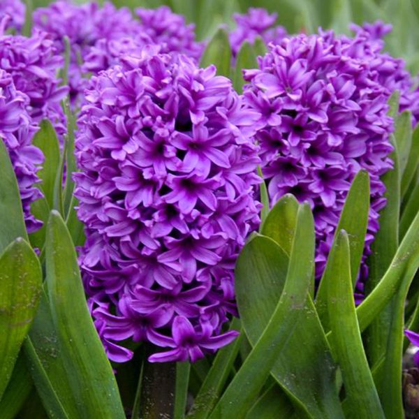 hyacinth miss saigon
