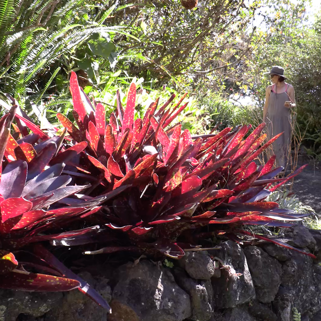 Kula Botanical Garden