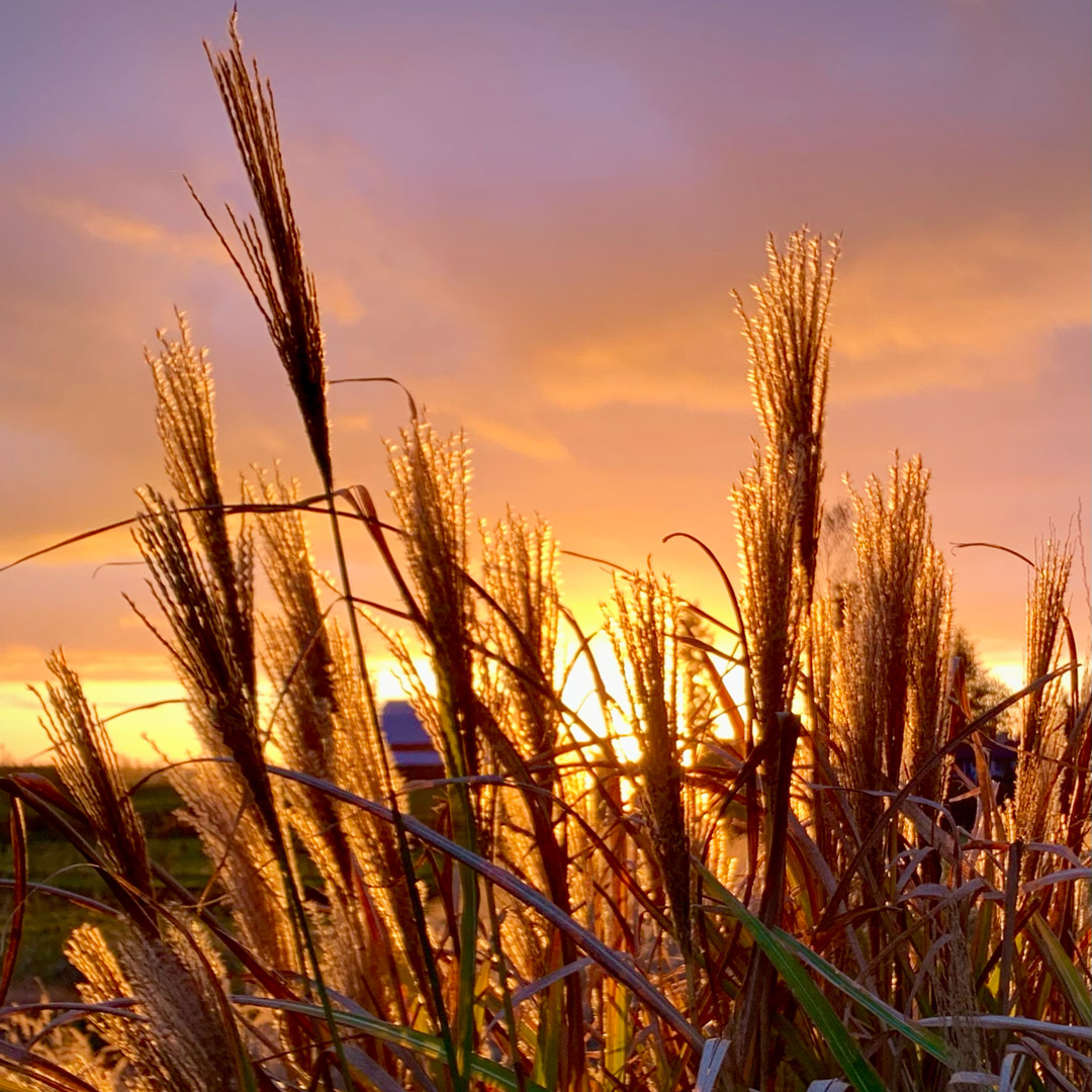 Ornamental Grasses