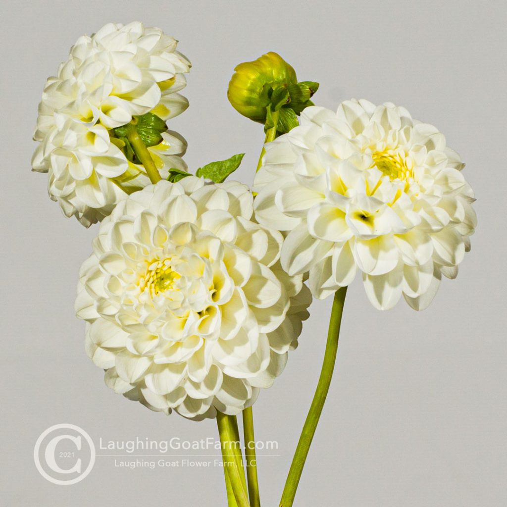 Orset Beauty Close Up