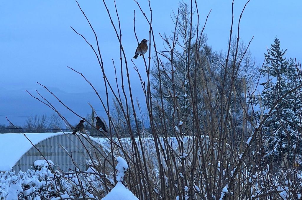 Winter birds