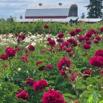 Peonies Field with Red Barn