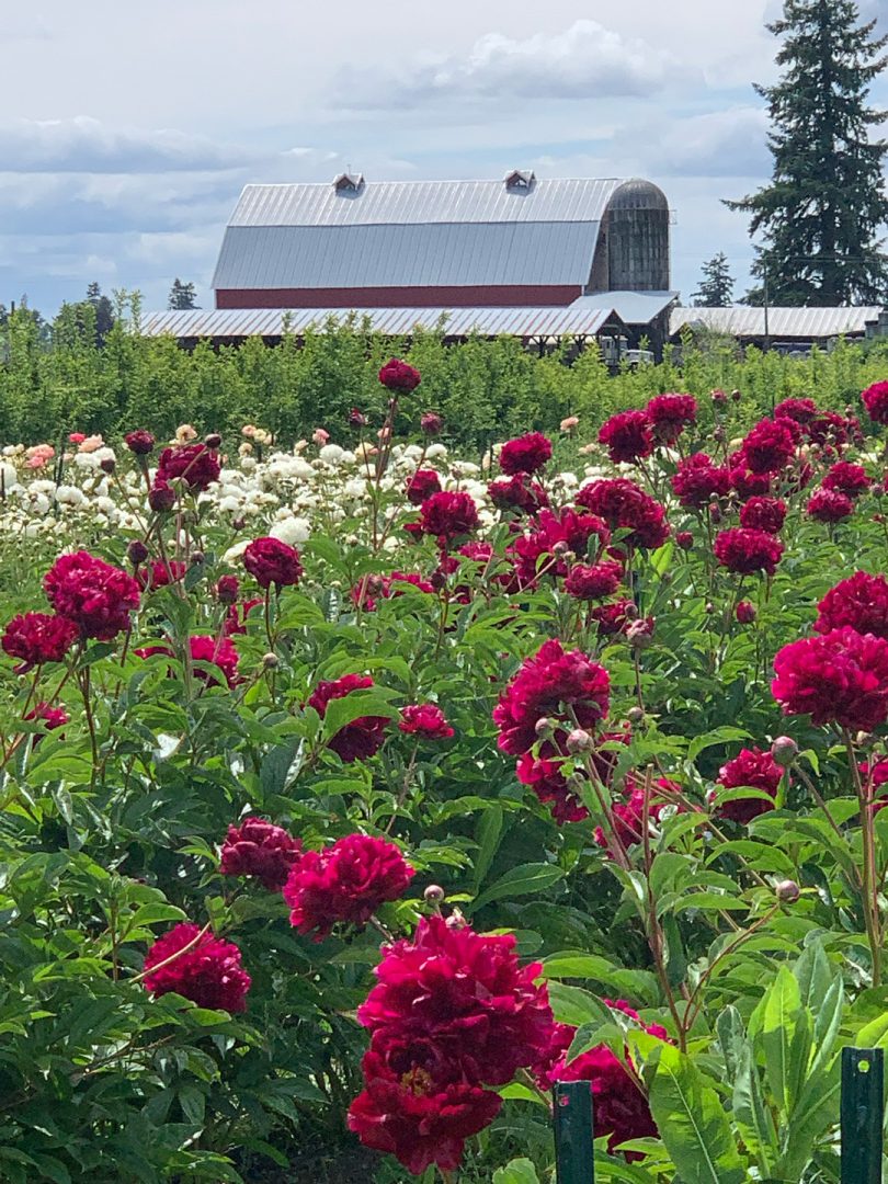 Peonies Field with Red Barn