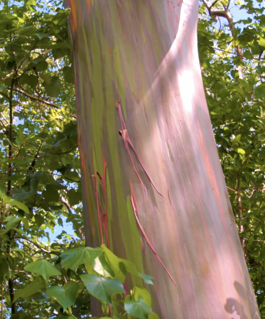 Rainbow Eucalytus in Maui