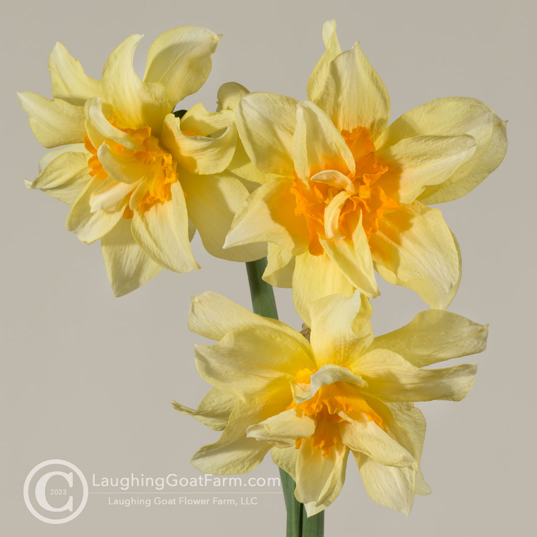 Insulinde Daffodil