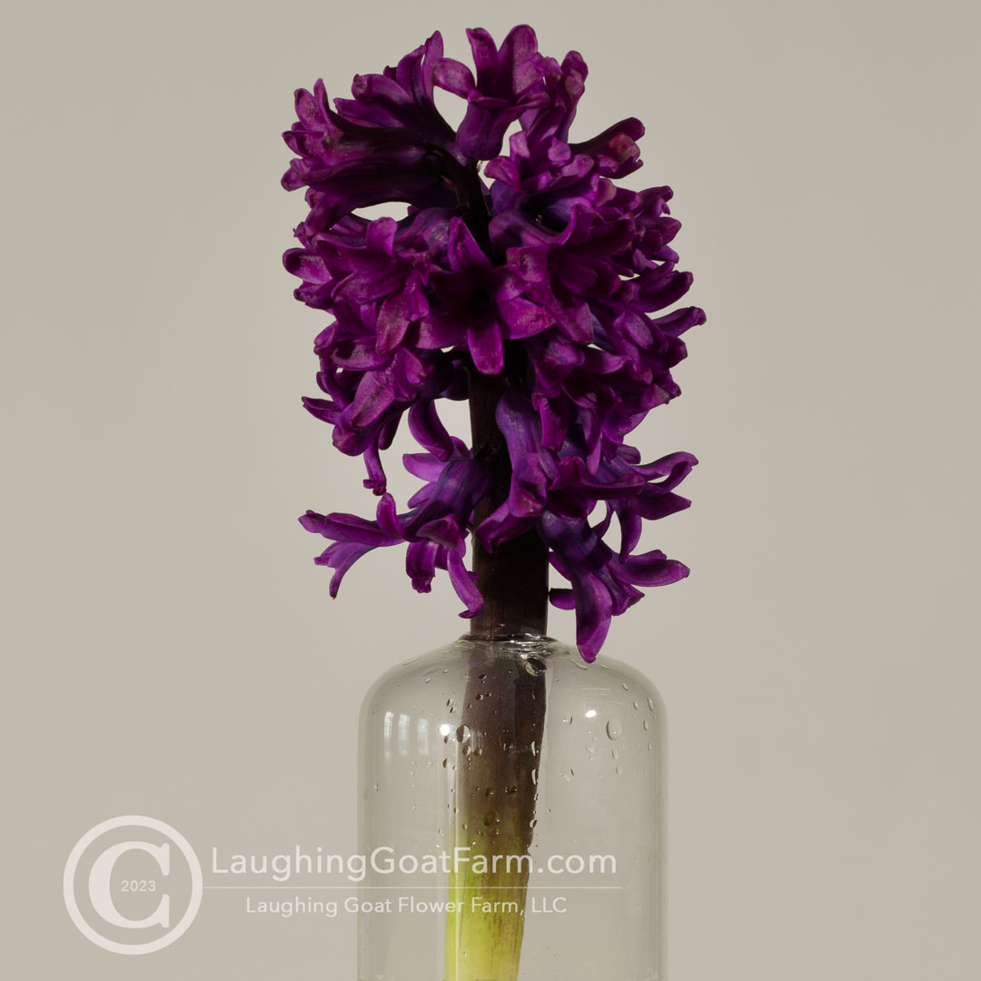 Hyacinth - purple