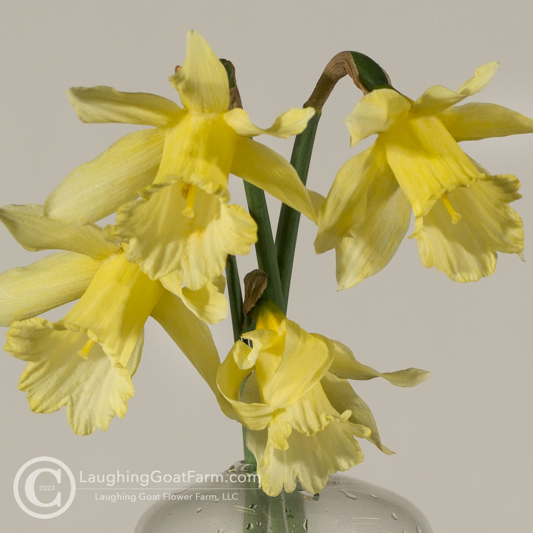 W.P. Milner Daffodil
