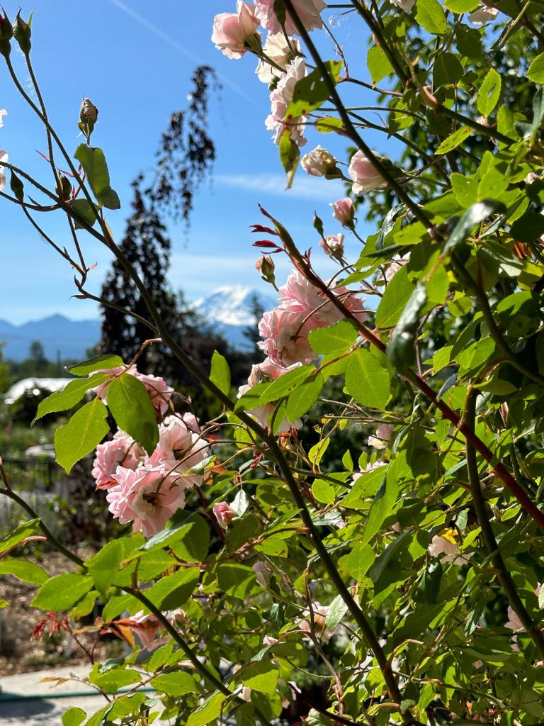 June 2024 Garden Journal