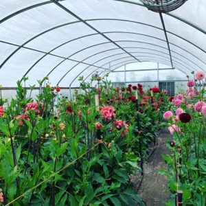 July 2024 Garden Journal