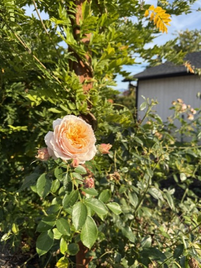 January 2025 Garden Journal