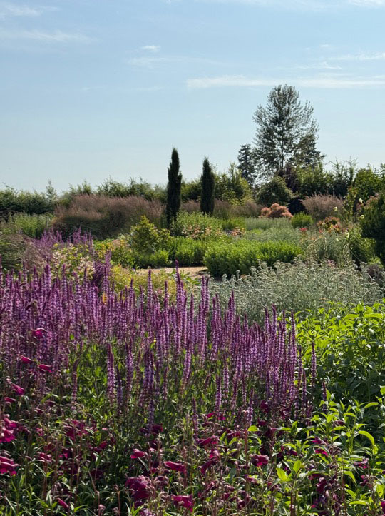 Garden3